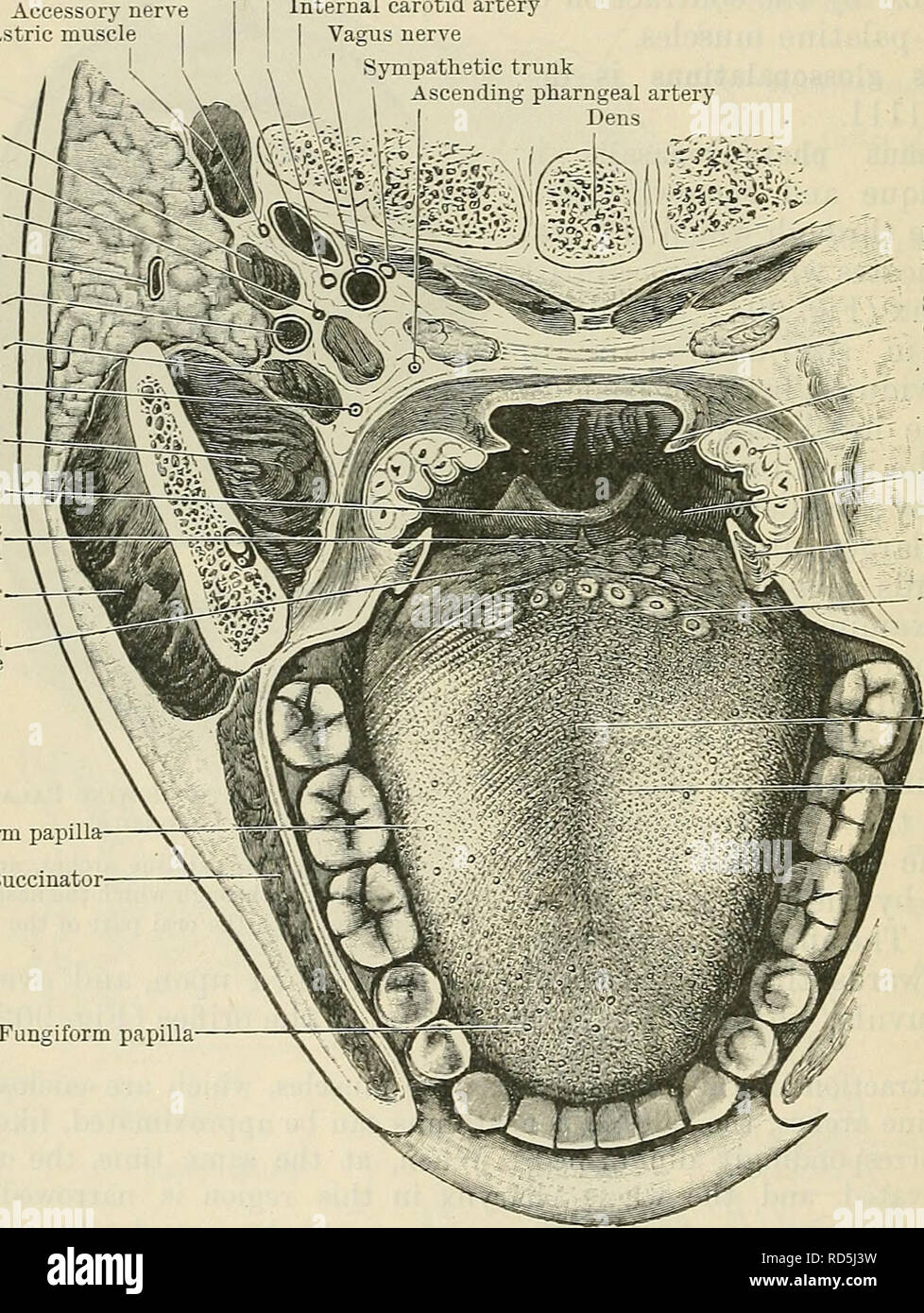 . Cunninghams Lehrbuch der Anatomie. Anatomie. 1146 DAS VERDAUUNGSSYSTEM. Von der hinteren Oberfläche der glosso - Pfälzer arch eine dünne dreieckigen Klappen der Schleimhaut, genannt der Plica triangularis, geht nach hinten. Seine Base entspricht der glosso - Pfälzer Arch, seine überlegene Grenze ist kostenlos, und geht nach unten und rückwärts, häufig eine Überlappung der Tonsillen. Die untere Grenze ist an der Seite der Zunge befestigt. Es deckt, medial, dem unteren Teil der Tonsillar Fossa. Die pfälzische Tonsille präsentiert sehr unterschiedliche Formen in verschiedenen Individuen. Es kann Projekt aus der Fossa int Stockfoto