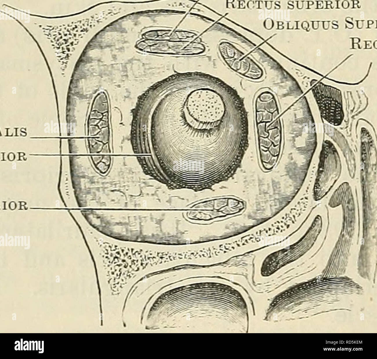 . Cunninghams Lehrbuch der Anatomie. Anatomie. 452 Die MUSCULAE SYSTEM. Nerve-Supply. - der Gesichts- und Kopfhaut Muskeln Innerviert sind alle von der Gesichtsnerven. Der Posterioren congelador Niederlassung versorgt die hinteren congelador Muskel und Occipitalis; die Zweige, in denen es um Brüche in der Ohrspeicheldrüse liefern die frontalis, Superior und Anterioren congelador Muskeln, die mehrere Muskeln mit den Öffnungen des Auge, Nase und Mund (einschließlich der buccinator) und das platysma. Aktionen. Die fast unendliche Vielfalt der Mimik zum Teil durch die Tätigkeit der Muskeln erzeugt wird, Par Stockfoto