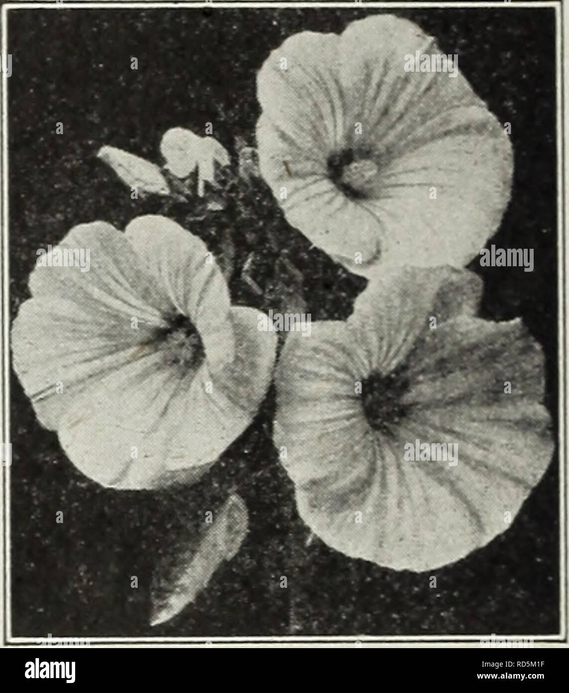 . Currie's Farm und Garten jährliche: Frühjahr 1930. Blumen Samen Kataloge, Leuchtmittel (Pflanzen) Samen Samen Kataloge Kataloge; Gemüse; Baumschulen (Gartenbau) Kataloge; Pflanzen, Zierpflanzen Kataloge; Gartengeräte und Zubehör Kataloge. Heliotrop ist es nicht allgemein bekannt, dass diese beliebte Pflanze aus Samen der ersten Saison zu Blume angebaut werden kann. Das Saatgut sollte zeitig im Frühjahr im innen gesät werden, und verpflanzt, um eine konstante Versorgung mit Blumen während der frühen Sommermonate haben bis in den späten Herbst. Ausschreibung mehrjährig. Pkt. Mammut geblüht - Die Pflanzen bilden ein kompaktes Wachstum und große t produzieren Stockfoto