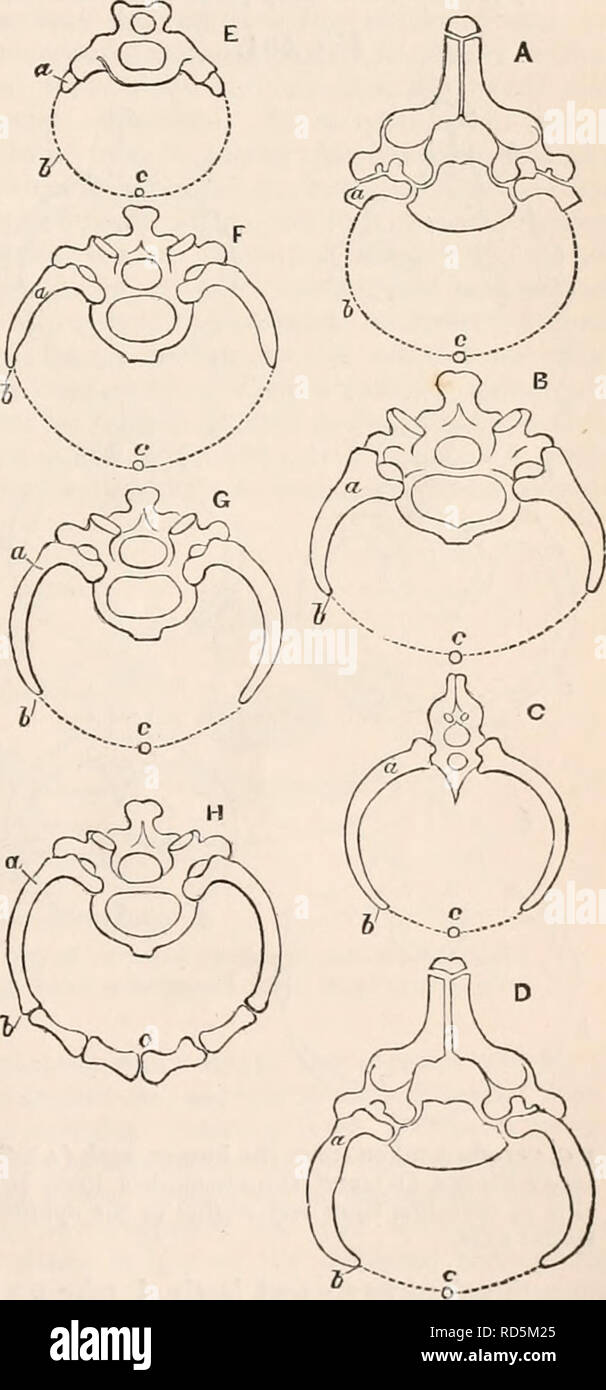 . Die cyclopaedia von Anatomie und Physiologie. Anatomie, Physiologie