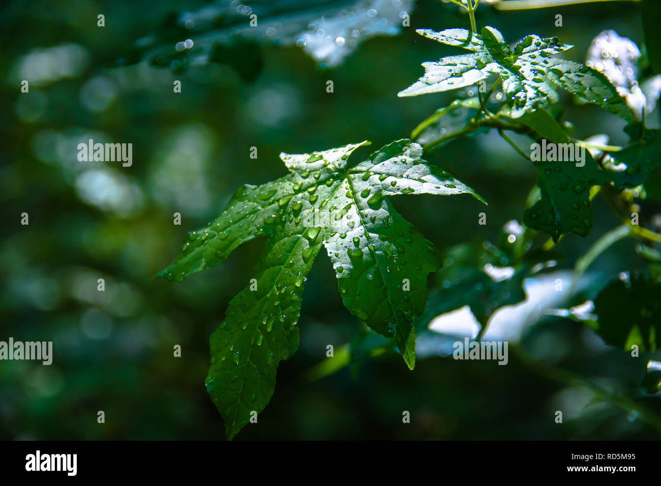 Grüne Blätter im Regen Stockfoto