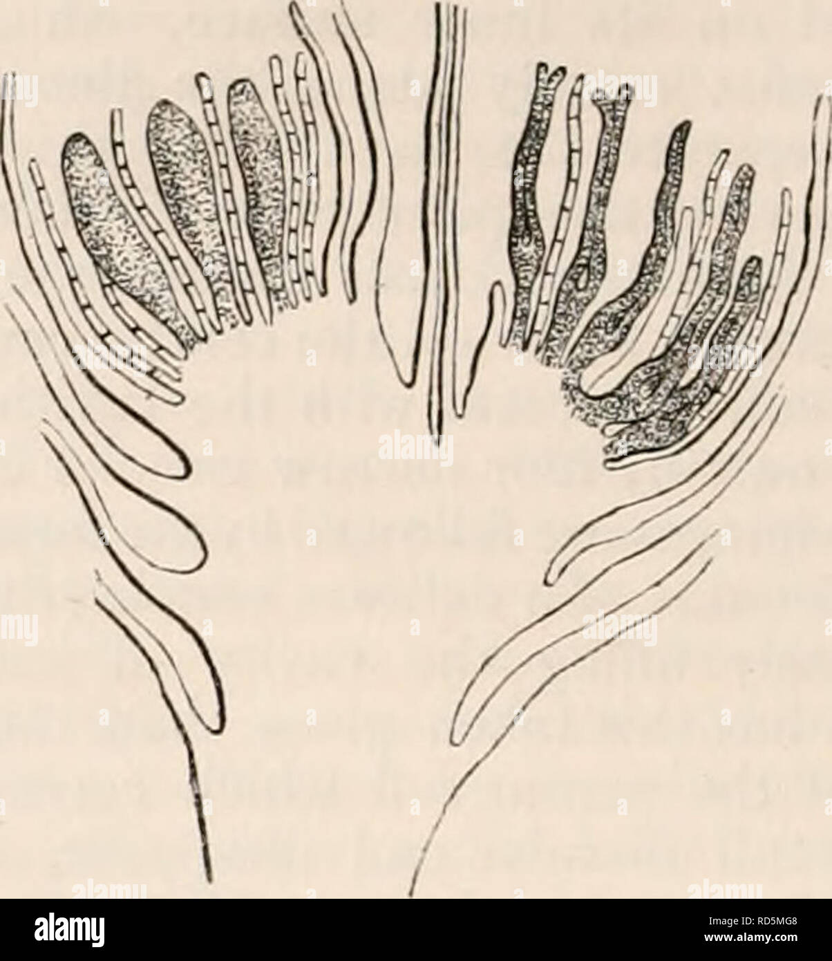 . Die cyclopaedia von Anatomie und Physiologie. Anatomie, Physiologie, Zoologie. 238 Reproduktion, Gemüse (Gemüse Ovum). Nema), * Wie in allen seinen Beziehungen für die Zukunft plant, das Myzel der Pilze und Flechten. 73. Erste Periode. - die Keimung der Sporen. -^- Die spore der Moose ist ein Kernhaltigen Zelle, die solide Inhalte granular sind, und bestehen aus Eiweißverbindungen, Stärke und dex-Trigon. Von den angehenden aus der Membran, Ergebnisse einer hohlen Filamenten, die, wie er verlängert, teilt durch eine Abfolge von Quer Septen. Es beginnt dann in alle Richtungen zu verzweigen, jeder Zweig Stockfoto