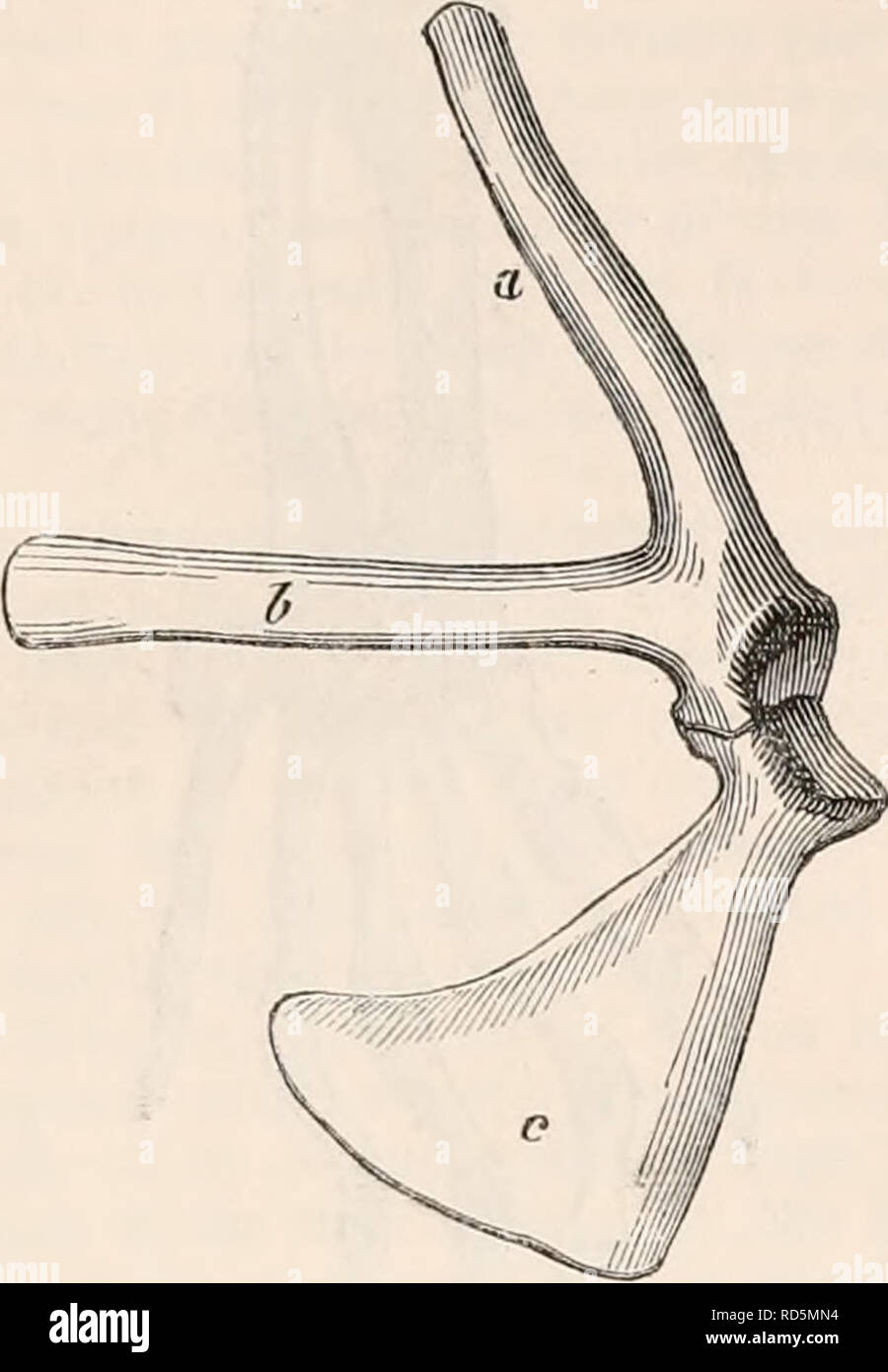 . Die cyclopaedia von Anatomie und Physiologie. Anatomie, Physiologie