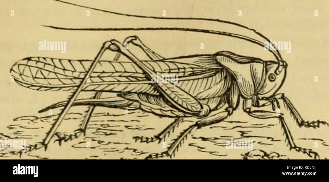 . Der Cuvier animal kingdom: Entsprechend seiner Organisation angeordnet. Tiere. ORTIIOPTERA. 5 (îl Mijrmecophila {Spheeriitm, Cha. rpent.), ist der Flügel, und hat den Körper oval. M. acet-vorum ist sehr klein, und das Leben in Nestern Ameisen [auf dem Kontinent], Andere [, Uke der letzten, ein Talk - wie Ort, an der Basis der Flügel - deckt in der männlichen], haben diese Organe entsorgt wie ein Dach, und die tarsi haben vier Gelenke; die Antennen sind sehr lang und Filiform. Die Weibchen haben Der ovipositor immer Gilts, com-gedrückt, und Sabre oder cutlass - geprägt. Diese Insekten sind Pflanzenfresser und Form Stockfoto