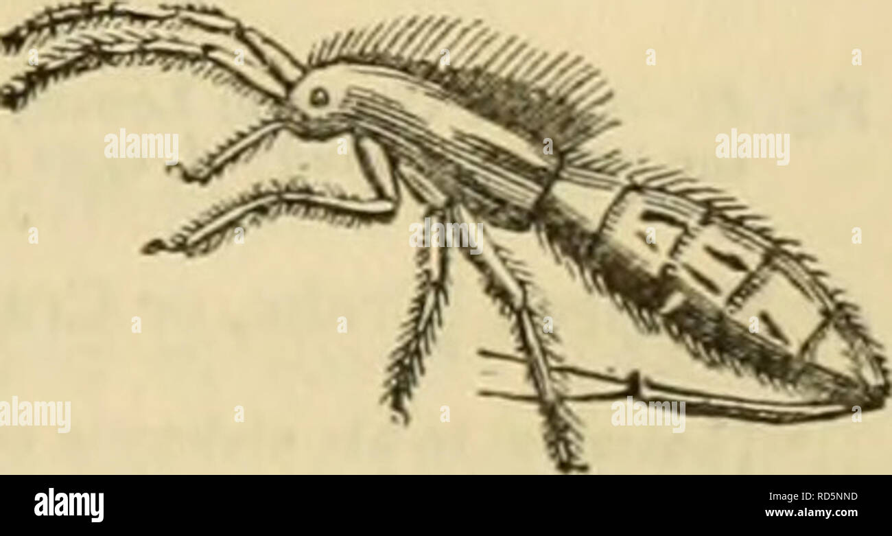 . Der Cuvier animal kingdom: Entsprechend seiner Organisation angeordnet. Tiere. THYSANOURA. 487 DIE ERSTE FAMILIE DER THYSANOURA, Lepismen^, Latr., hat die antennsc wie Threads, und unterteilt, von der Basis, in eine große Anzahl von Minuten Gelenke; Palpen sehr unterschiedliche und ausgesetzt; der Bauch auf jeder Seite eingerichtet, darunter, mit einer Reihe von beweglichen Anhängsel, wie false Beine und artikuliert Seten, von denen drei weitere bemerkenswerte werden beendet, und der Körper ist mit Minute bekleidet, glänzenden Schuppen. Er komponiert die einzigen Gattung LEPiSMA, Linn.", die den Körper gestreckt und mit smal abgedeckt Stockfoto