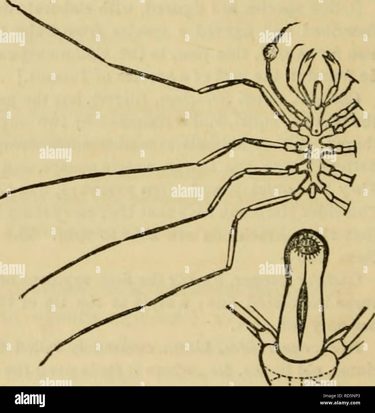 . Der Cuvier animal kingdom: Entsprechend seiner Organisation angeordnet. Tiere. f mit chelizeren und palpen, oder eine Art von diesen Organen) stellt den Mund.* Beide Geschlechter haben acht Fuß, ausgestattet für den Betrieb; aber die Weibchen zeigen, dabei zwei falsche Beine, in der Nähe der vorderen Paar gelegen, und nur in die Eier beschäftigt. Diese Tiere sind Marine, analog zu Cyamus und Caprellaf, oder zu den Spinnen der Gattung Phalangium, mit denen Linnaeus, United. Der Körper ist in der Regel linear, mit sehr langen Beinen, bestehend aus acht oder neun Gelenke, und durch zwei ungleiche ung beendet Stockfoto