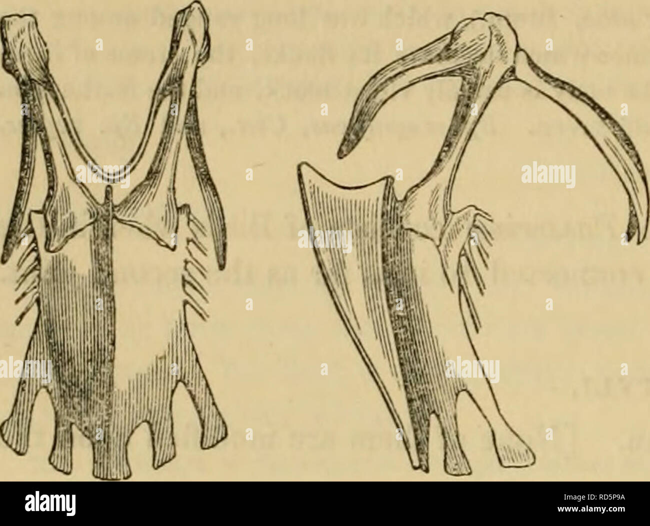 2x Messing Reduzier-T-Stück Mit Widerhaken - 8mm-10mm-8mm Für Schläuche & Leitungen