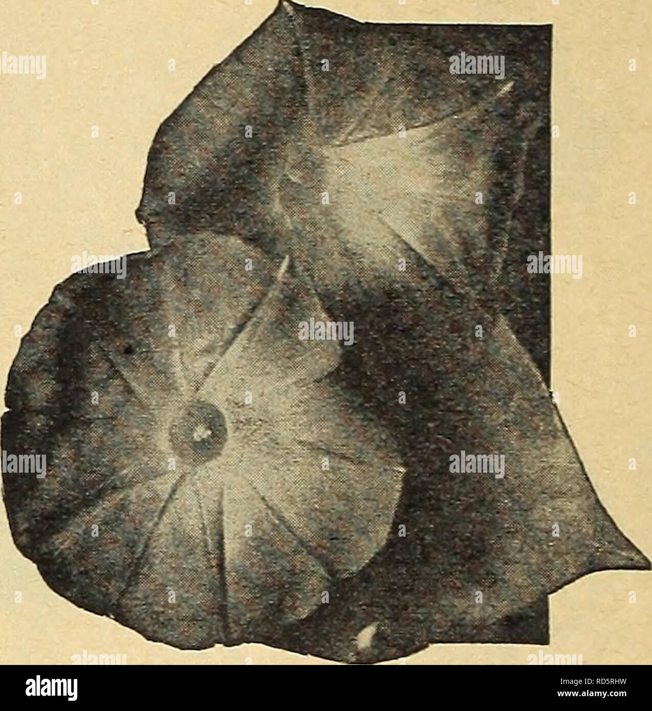 . Currie's Garten jährliche: 63 im Frühjahr 1938. Blumen Samen Kataloge, Leuchtmittel (Pflanzen) Samen Samen Kataloge Kataloge; Gemüse; Baumschulen (Gartenbau) Kataloge; Pflanzen, Zierpflanzen Kataloge; Gartengeräte und Zubehör Kataloge. Seite 36 CURRIE BRÜDER CO., Milwaukee, Wis. Himmlisches Blau Morgen's Glory CLARK WAHR FRÜHBLÜHENDE SORTE Pkt., 15 c Heavenly Blue (Clark's frühe Blüte) - Schöne, ex-tra große, himmelblauen Blüten in Clustern und großen herzförmigen Blätter getragen. ^ Eine oz., 40 c Pkt. 15 c der Kaiserlich Japanischen MORNING GLORIES - Feinste gemischte Farben. 1 oz., 20 c; 14 lb., 60 c Pkt. 10 c Stockfoto