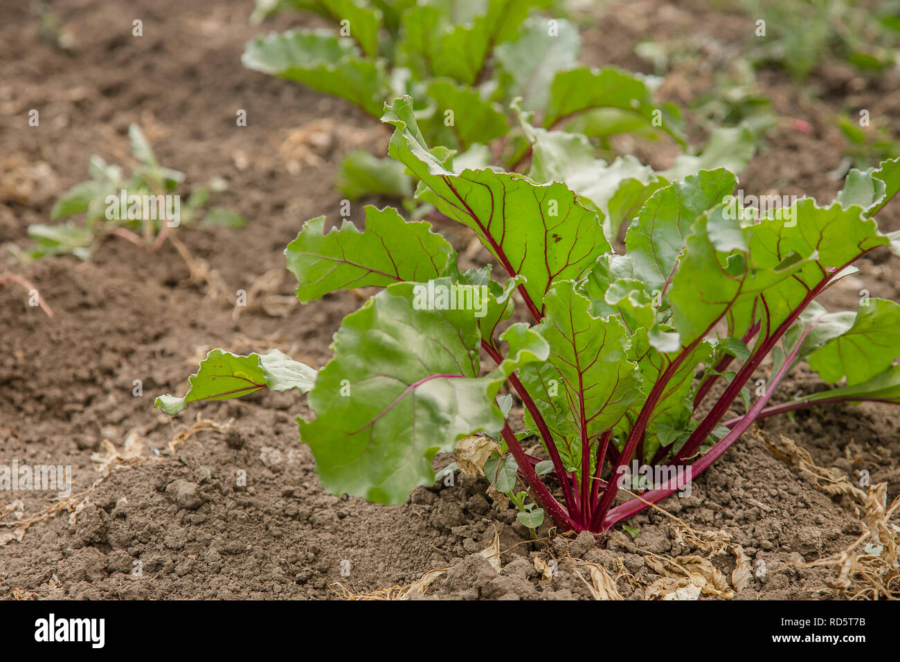 Junge Pflanzen von Zuckerrüben im Garten, biologischer Anbau von Gemüse. Stockfoto