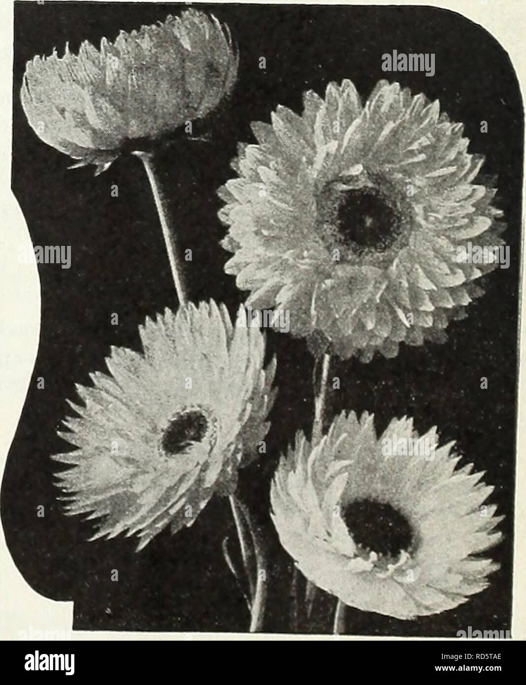 . Currie's Garten jährliche: 62 im Frühjahr 1937. Blumen Samen Kataloge, Leuchtmittel (Pflanzen) Samen Samen Kataloge Kataloge; Gemüse; Baumschulen (Gartenbau) Kataloge; Pflanzen, Zierpflanzen Kataloge; Gartengeräte und Zubehör Kataloge. CURRIE BRÜDER CO.LWAUKEE, WIS. DIMORPHOTHECA AURANTIACA (Afrikanische Orange Daisy) - Einer der auffälligsten Garten Jahrbücher; buschige Pflanzen mit orange-gold Daisy - wie Blüten auf langen Stielen. V 4 oz., 40 c Pkt. 10 c AURANTIACA HYBRIDA - von Farben und Schattierungen. ^ 4 oz.. - Eine herrliche Mischung 55c Pkt. 10 c EKLONIS - eine schöne Art des Kaps Mari - Gold, des Lichts, der anmutigen Gewohnheit Stockfoto