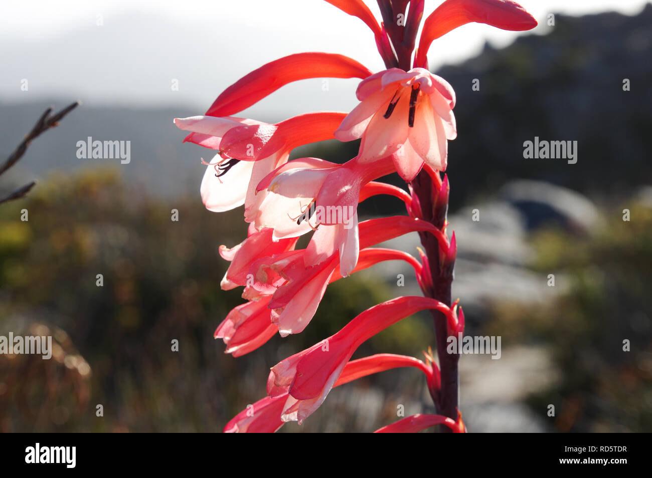 Watsonia tabularis Fotos und Bildmaterial in hoher Auflösung Alamy