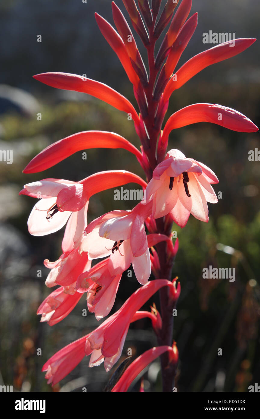 Fynbos flora Fotos und Bildmaterial in hoher Auflösung Seite 2 Alamy