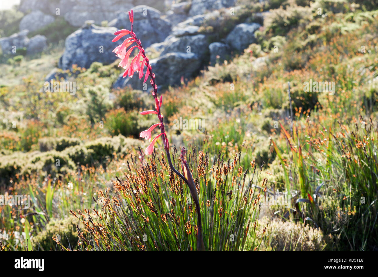 Fynbos Flower And Table Mountain Stockfotos und bilder Kaufen Alamy