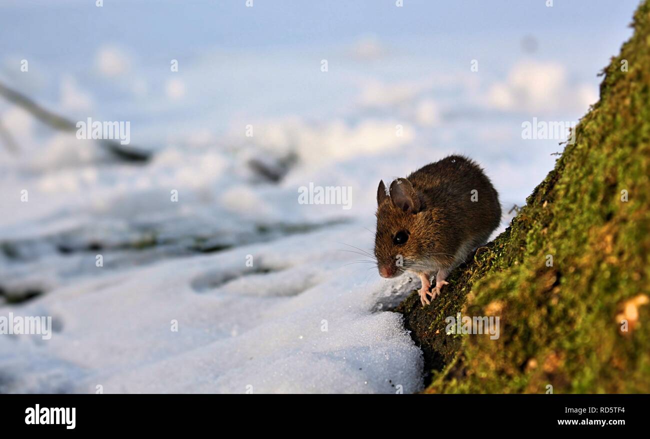 Winter Schnee Maus Stockfotografie Alamy