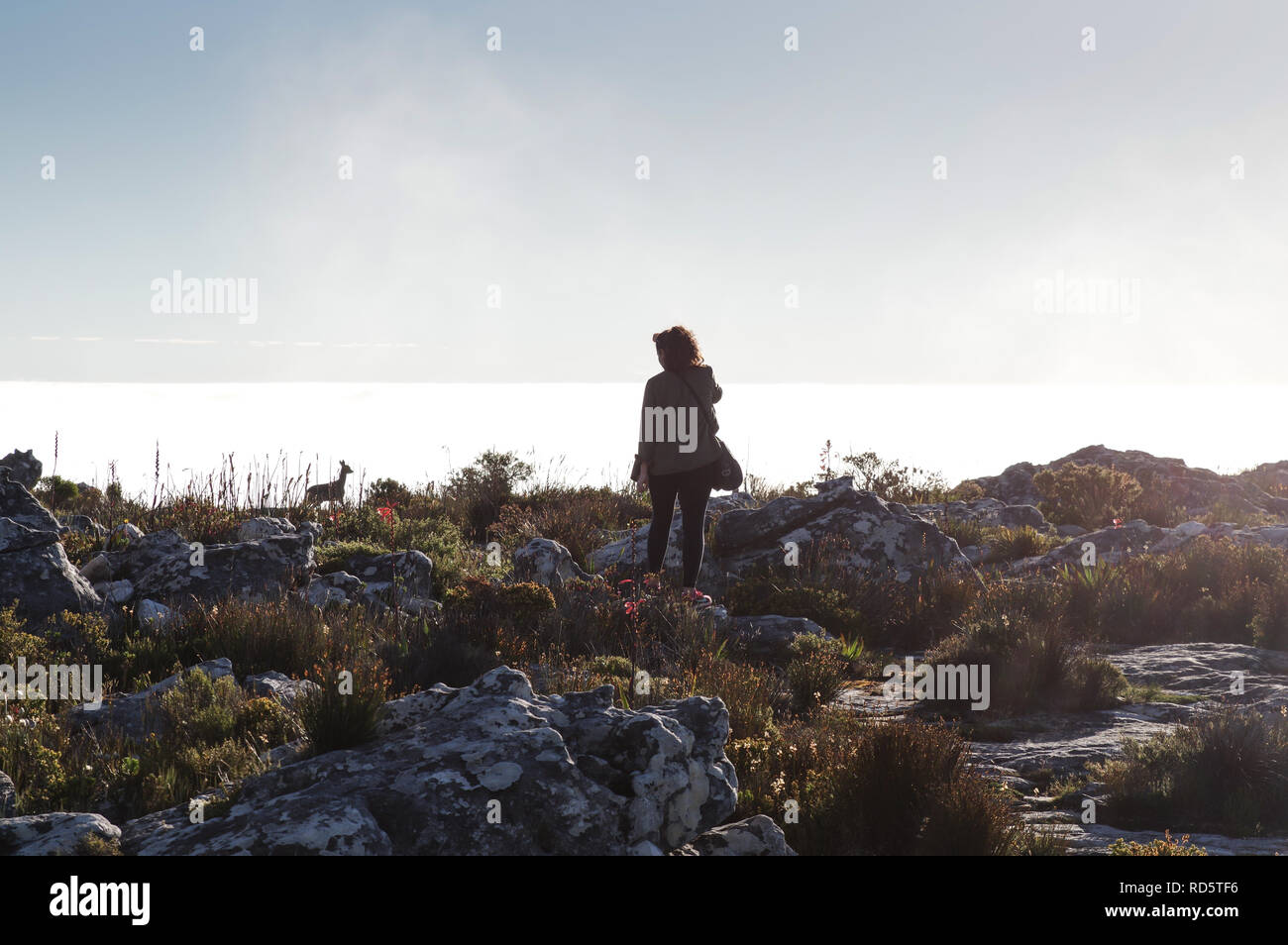 Besucher begegnet einem damwild oben auf dem Tafelberg in Kapstadt, Südafrika Stockfoto