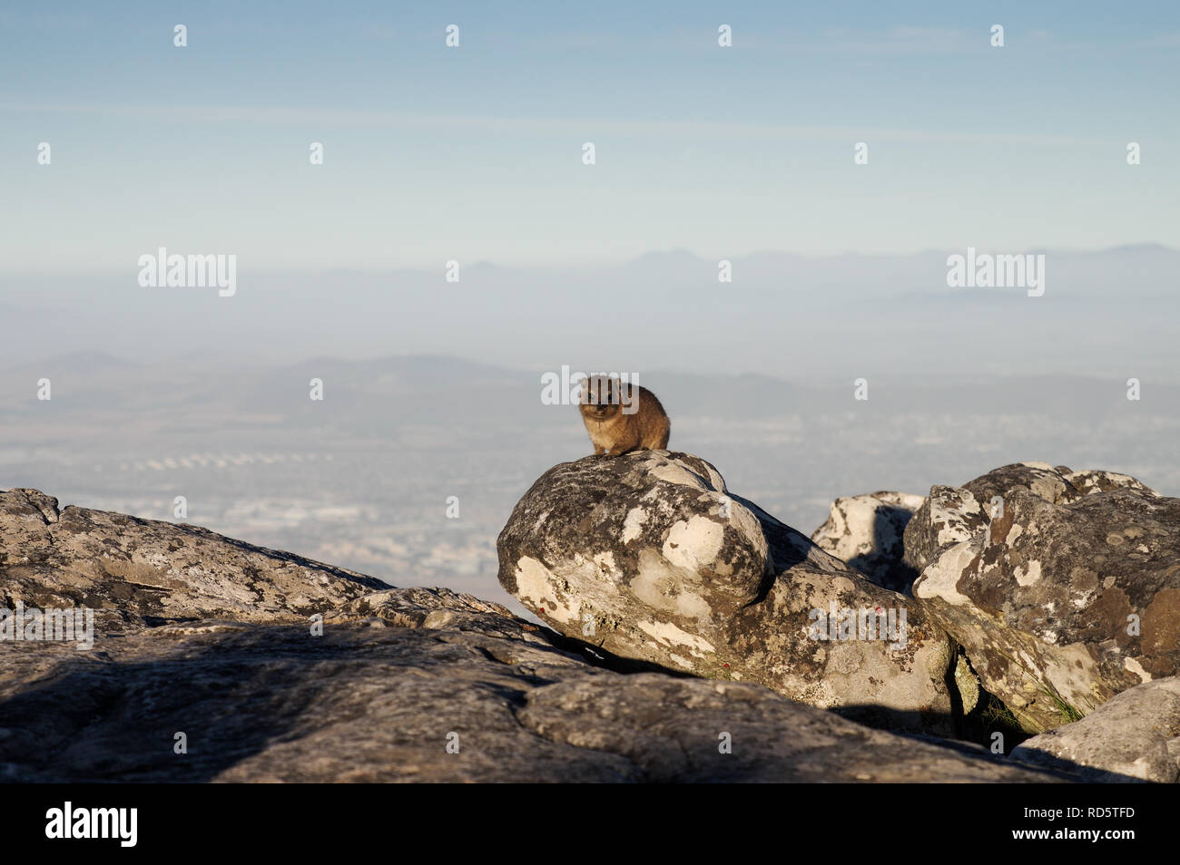 Hyrax thront auf einem Felsen auf dem Tafelberg in Kapstadt, Südafrika Stockfoto