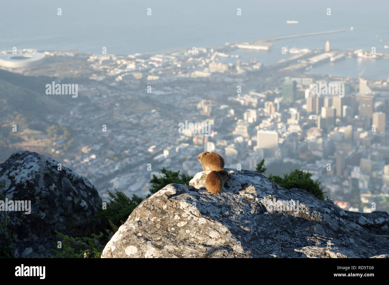 Rock Hyraxes mit Blick auf die Stadt in den letzten Nachmittagssonne auf dem Tafelberg in Kapstadt, Südafrika Stockfoto