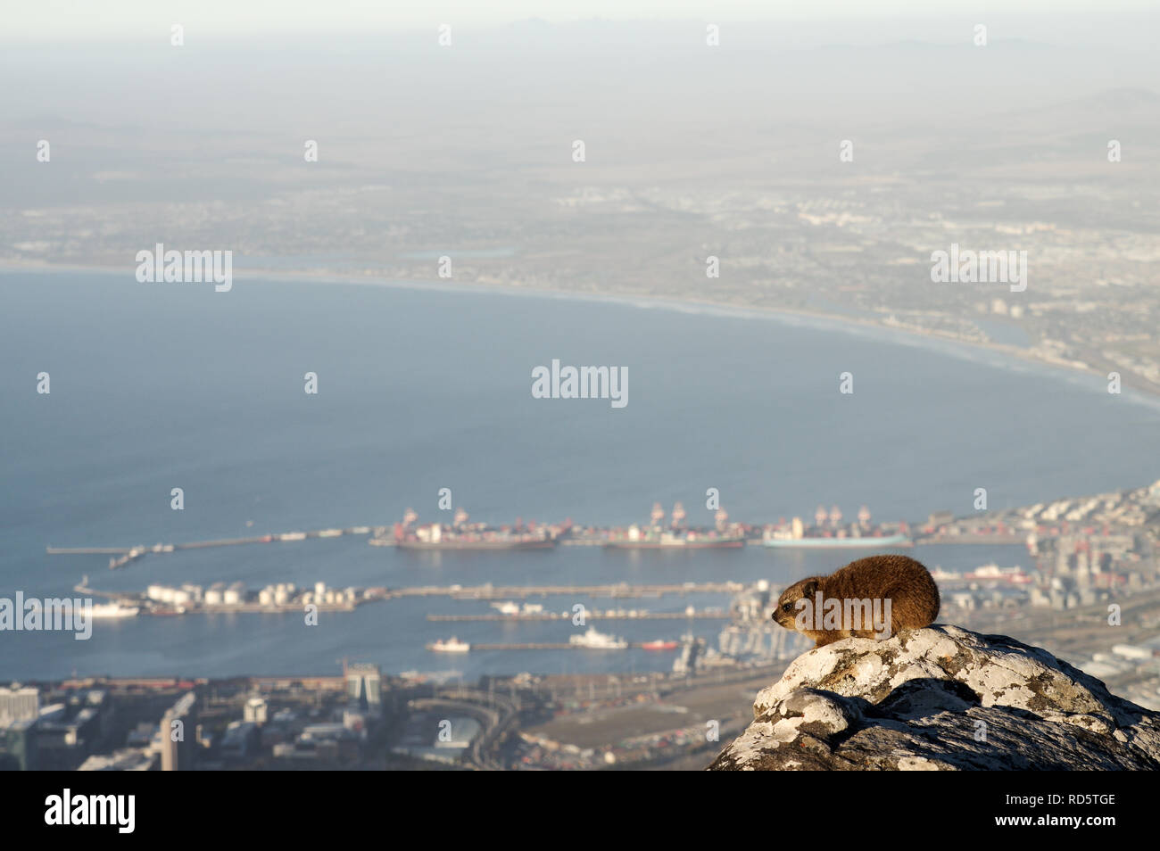 Klippschliefer mit Blick auf die Stadt in den letzten Nachmittagssonne auf dem Tafelberg in Kapstadt, Südafrika Stockfoto