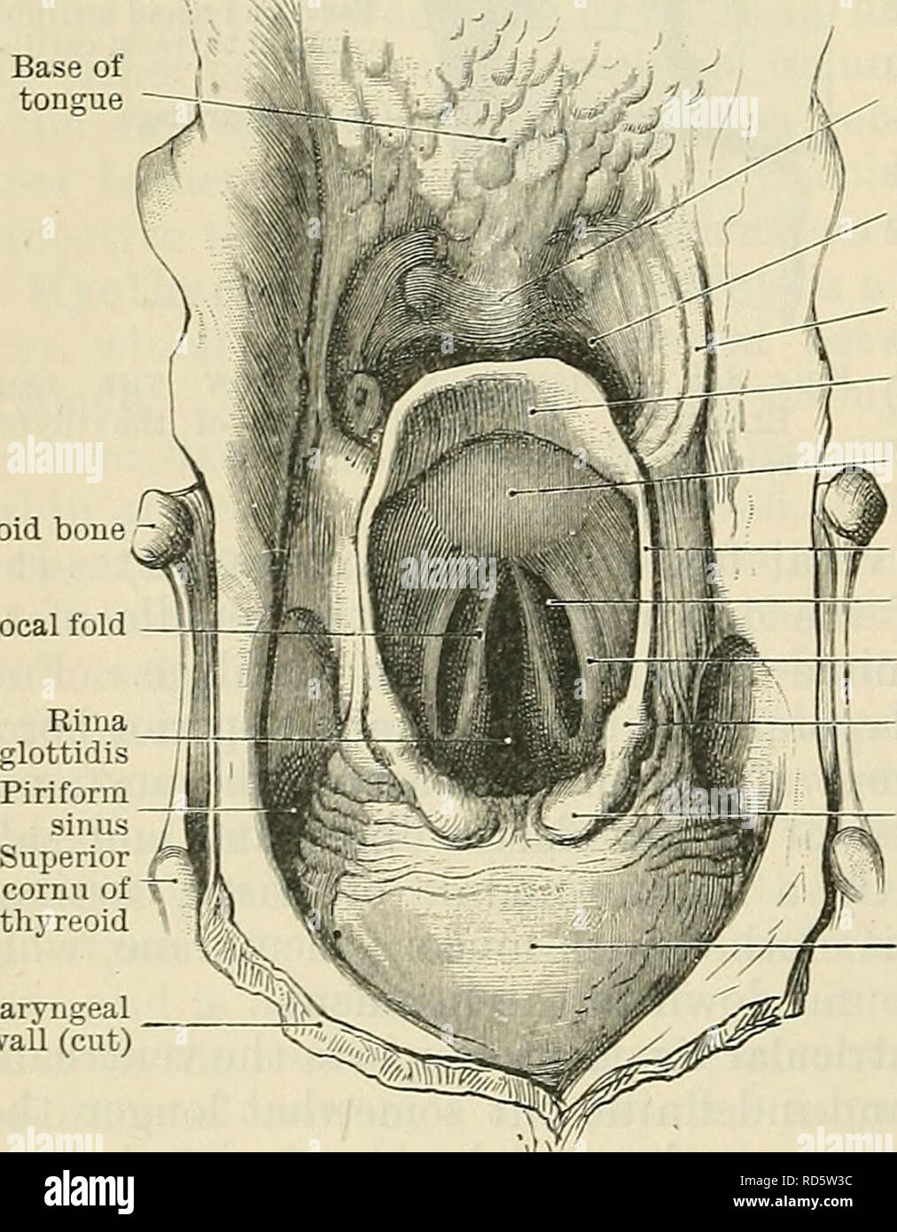 . Cunninghams Lehrbuch der Anatomie. Anatomie. 1068 Die EESPIEATOEY