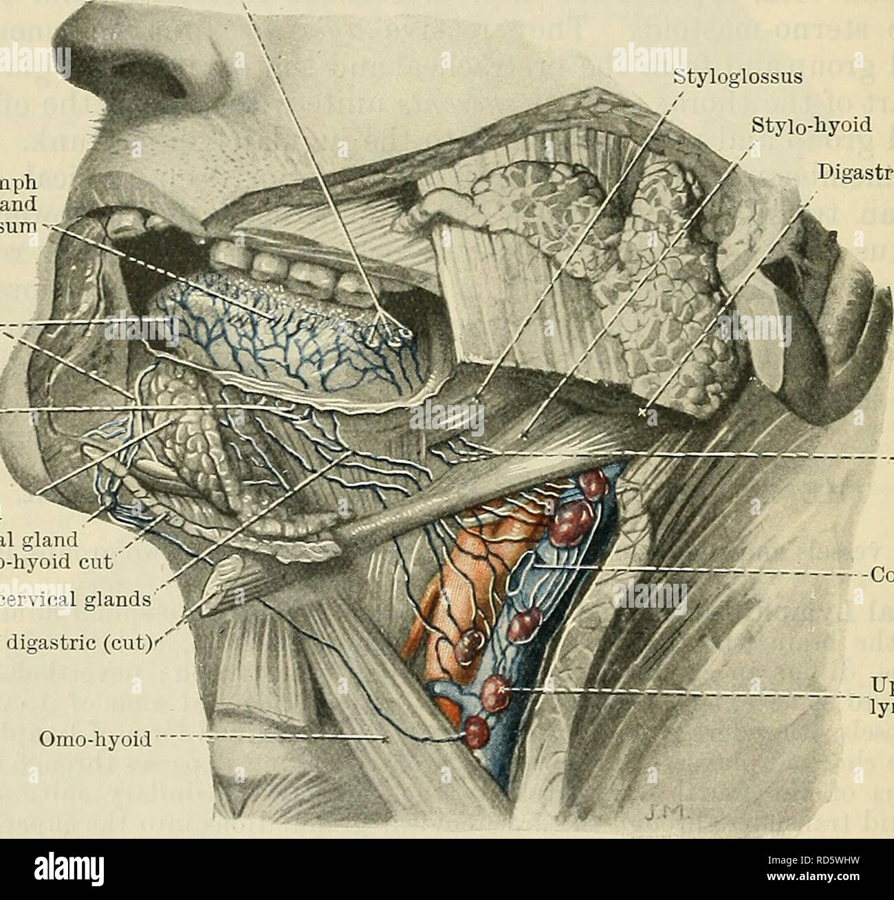 . Cunninghams Lehrbuch der Anatomie. Anatomie. 1004 Das GEFÄSSSYSTEM