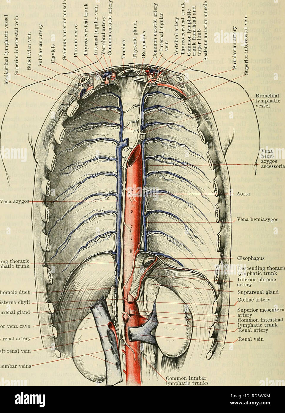 . Cunninghams Lehrbuch der Anatomie. Anatomie. 996 Die VASCULAE SYSTEM. Das TERMINAL LYMPHGEFÄSSE. Das terminal Lymphgefäße sind die Ductus thoracicus und das Recht des Lymphsystems. Ductus thoracicus. - Der Ductus thoracicus ist bei weitem der größere und die längere der beiden Terminal Lymphgefäße. Sie beginnt in der Epigastrischen Region. Absteigende thorakale Lymphknoten trunk Ductus thoracicus Cisterna chyli Nebennierenhormonen Drüse Vena cava inferior mit der rechten Nierenarterie Links renal Vein lumbalen Venen Absteigende thorakale Lymphknoten trunk Minderwertig phrenic Arterie Nebennierenhormonen Drüse, C abdominale Arterie A. mesenterica superior Co Stockfoto