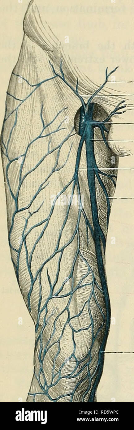 . Cunninghams Lehrbuch der Anatomie. Anatomie. 988 Die VASCULAE SYSTEM. - Oberflächliche epigastric vein Oberflächliche zirkumflex - "darmbein Vene oberflächliche Externe pudendal vein Femoralvene Great Saphenous Vein Seitliche oberflächliche Femoralvene Medial oberflächliche Femoralvene Arterie, während kurz vor seiner Beendigung ist der lateralen Seite der Hypo Kreuze - Gastrische Arterie, und trennt dieses Schiffes in der medialen Grenze der psoas major Muskel. In seinem gesamten Verlauf die Vene liegt anterior zu den N. obturatorius. Es ist in der Regel mit einem Bicuspid Ventil; manchmal sind es zwei, aber Bo Stockfoto