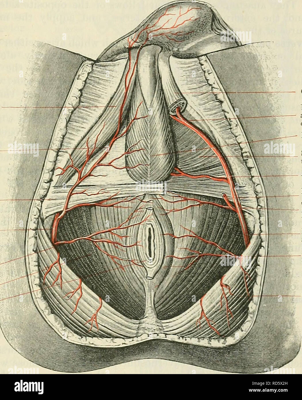 . Cunninghams Lehrbuch der Anatomie. Anatomie. PAEIETAL BEAlSTCHES DES HYPOGASTEIC AETEEY. 941 fascia, fließt zwischen den Piriformis und Coccygeus Muskeln, und verlässt das Becken das Gesäß zu gelangen. Es ist von vense Comites begleitet, das Minderwertige glutgeal Gefäße und Nerven, die pudendal Nerv, und die Nerven der obturator internus. In den gesäß Es liegt auf dem Rücken der Sitzbein, unter dem Deckmantel des glutseus Maximus, und zwischen den pudendal Nerv und den Nerv zu den N. obturatorius in-ternus, der medial. Es geht durch den geringeren sciatic Foramen und trägt die Stockfoto