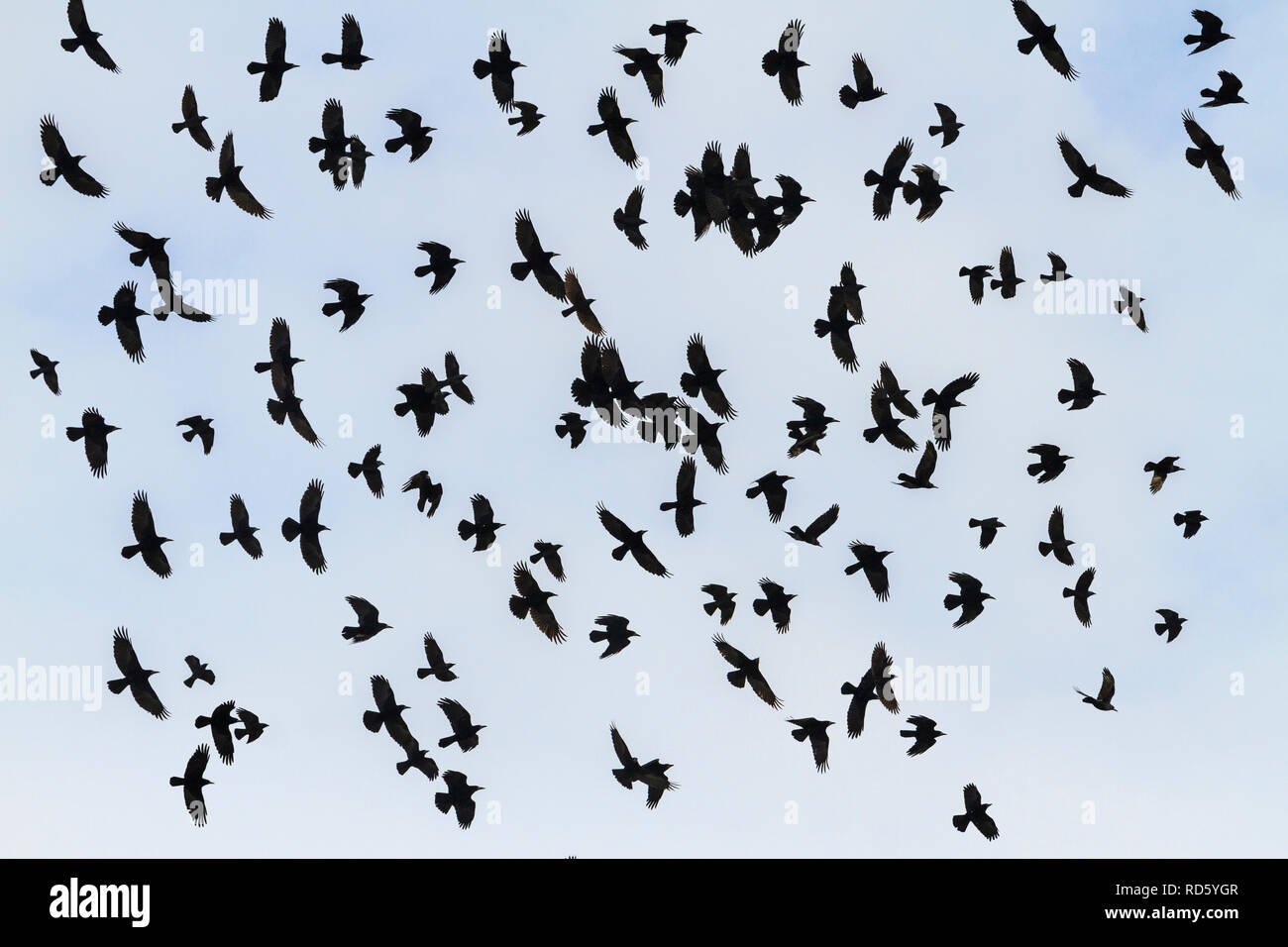 Odin Vögel fliegen am Himmel Stockfoto Odin Vögel fliegen am Himmel Stockfoto
