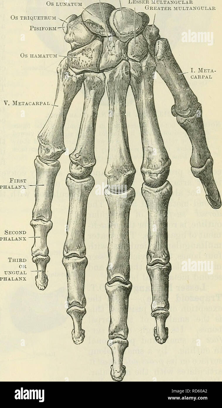 Os Multangular Joint . Cunninghams Lehrbuch der Anatomie. Anatomie. Die CAEPUS. 219 OS ...