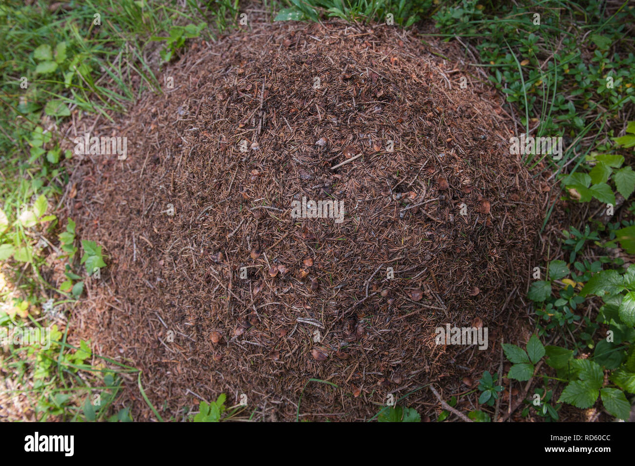 Schwenden Tal, Schweiz: Ant Hill Stockfoto