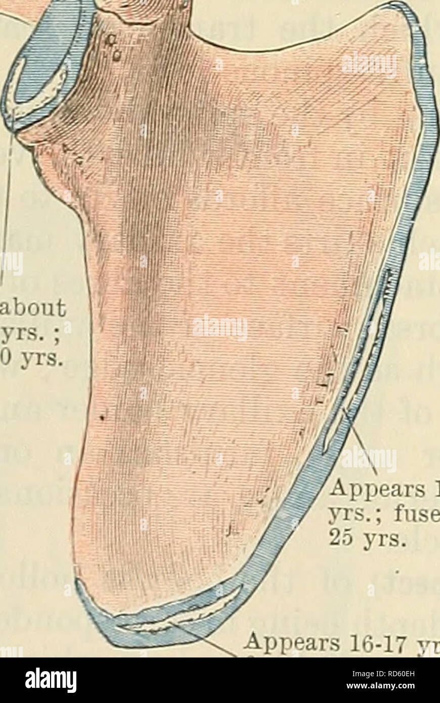 Cunninghams Lehrbuch Der Anatomie Anatomie Erscheint Uber 16