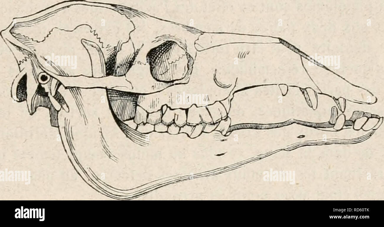 . EncyclopÃ©sterben d'Histoire Naturelle, OE, TraitÃ© complet de cette Wissenschaft d'Après-ski les Travaux des naturalistes les plus Ã © minents de tous les pays et de toutes les Ã©poques: Buffon, Daubenton, LacÃ © pÃ¨de, G.Cuvier, F. Cuvier, Geoffroy Saint-Hilaire, Latreille, De Jussieu, Brongniart, etc. etc., Natural History. PACHYDERMES. 281 Auto le Genre PÃ© Cari, qui semble faire Exception à cette rÃ¨gle, prÃ©sente rÃ©ellement Au Pied de derriÃ¨re un-doigt latÃ©ral nicht Dekor veloppÃ©; enfin, Chez eux, les Deux on AKU du Milieu sind Ã © gaux ou à-Peu prÃ¨s Ã © gaux, et donnent Au Pied Un certain Rapport avec Les Stockfoto