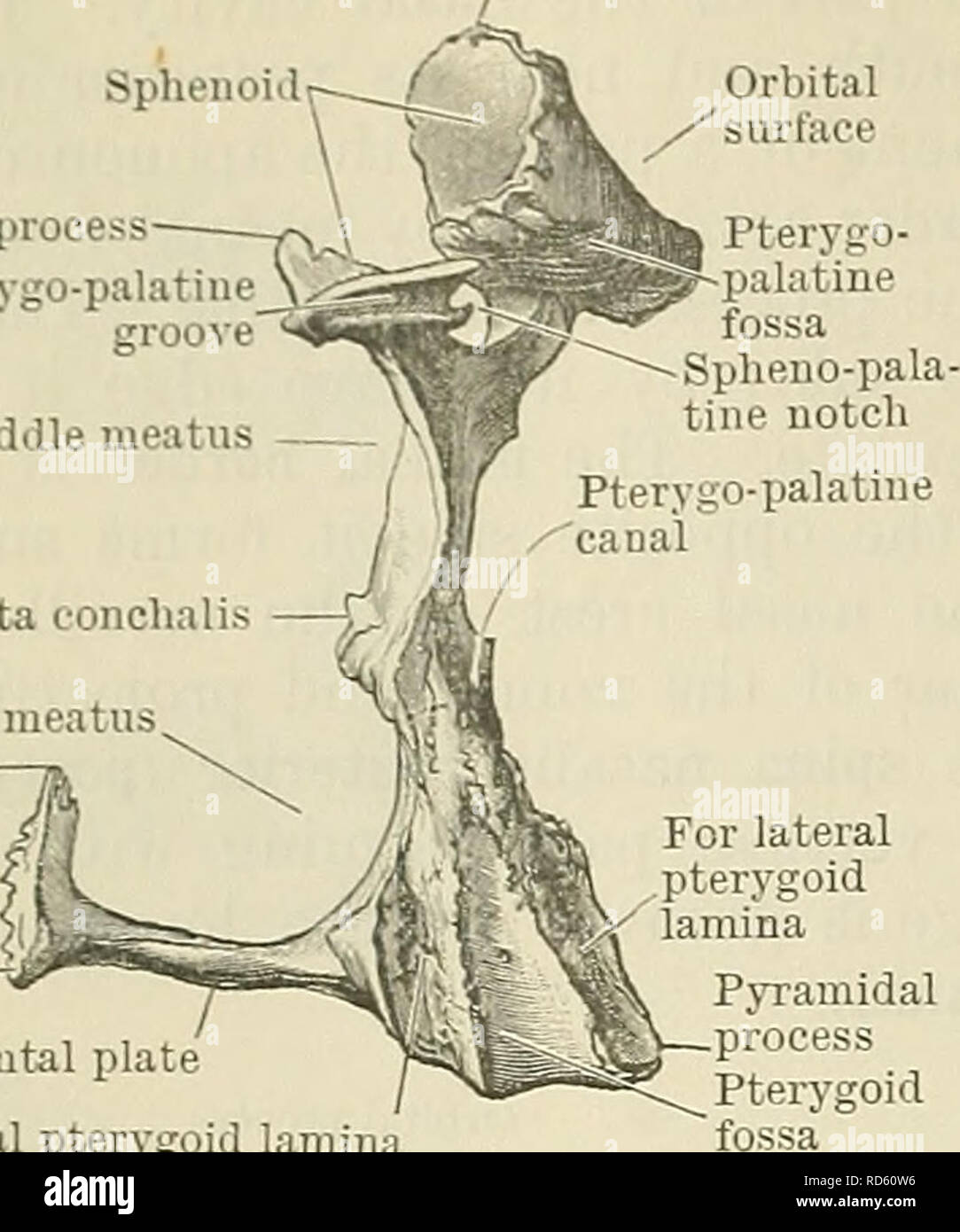 . Cunninghams Lehrbuch der Anatomie. Anatomie. 152 OSTEOLOGIE. Sphenoid
