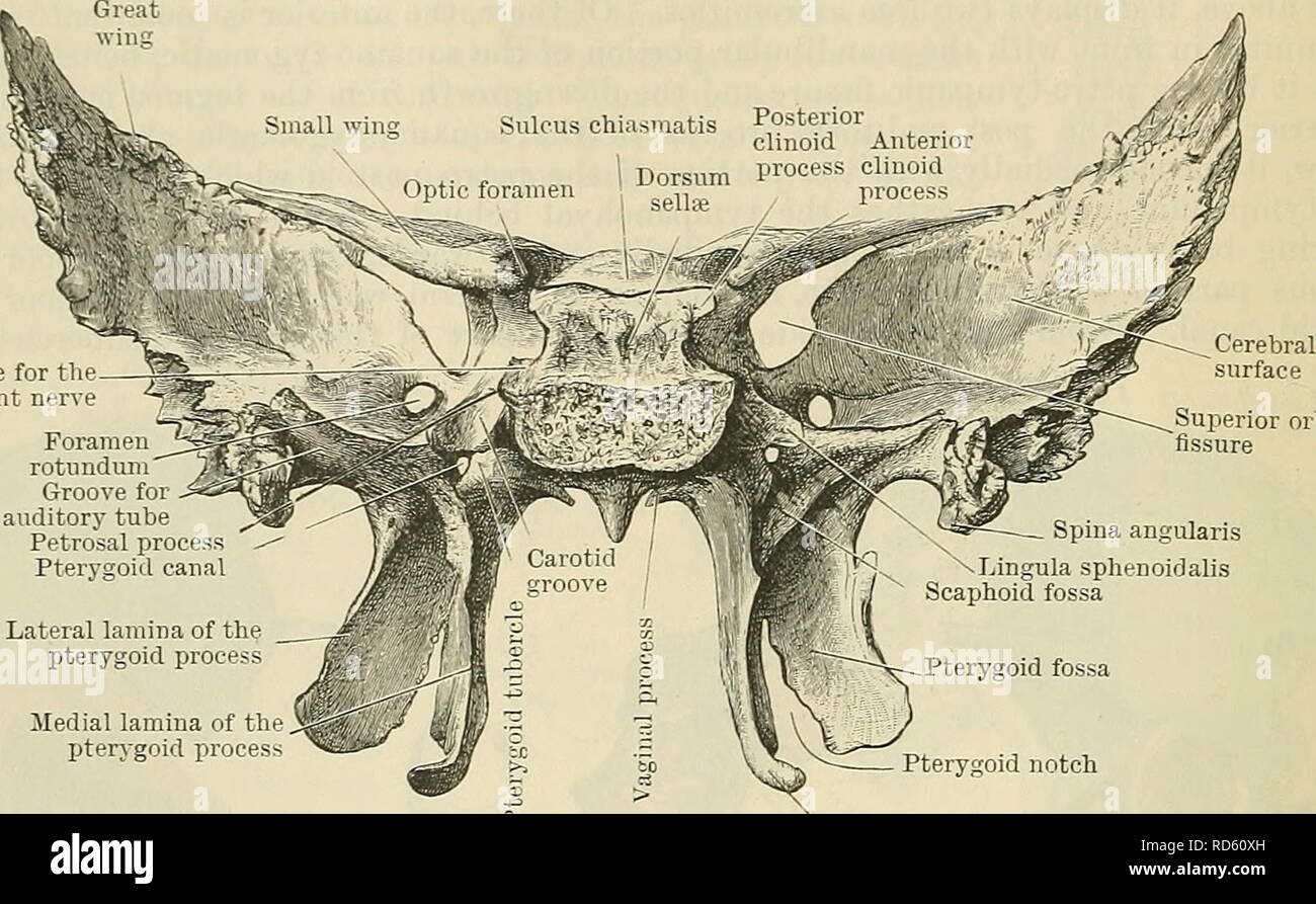 . Cunninghams Lehrbuch der Anatomie. Anatomie. 134 OSTEOLOGIE. Pfälzer