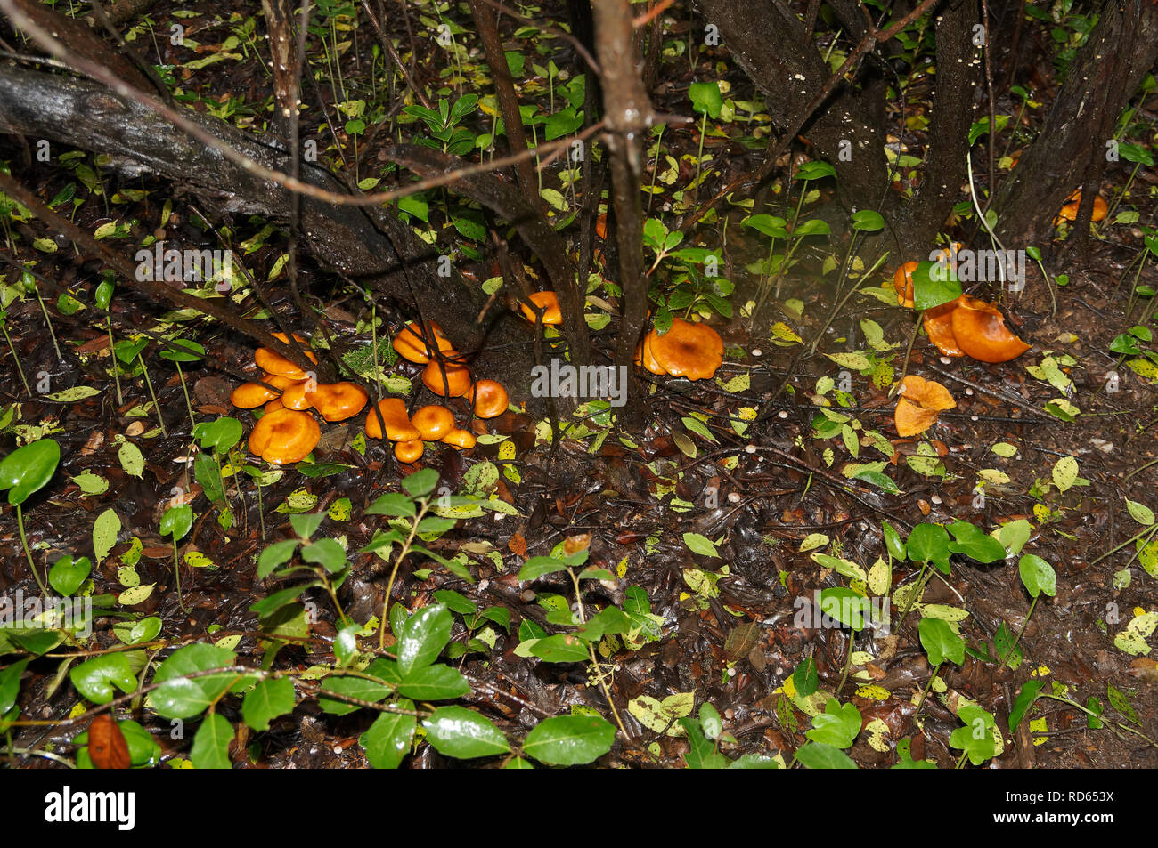 Omphalotus olearius, bekannt als der Jack-o'-Lantern Pilz, ist ein giftiges orange Pilz. Im Süden von Frankreich, Var. Stockfoto
