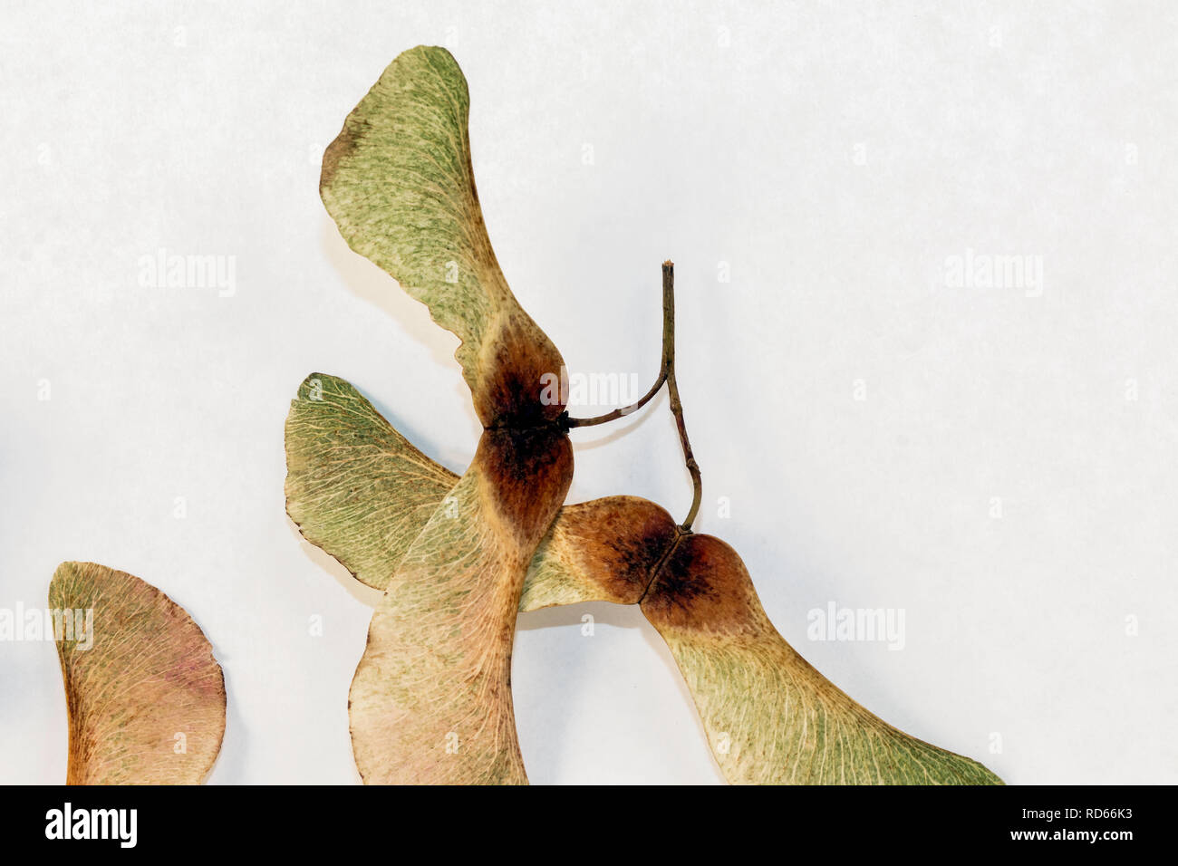 In der Nähe von Sycamore einige Samen auf weißem Hintergrund Stockfoto