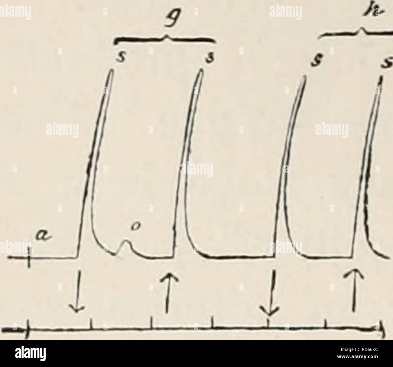 . Elektro-Physiologie. Elektrophysiologie. Abb. 194.-Frog's Nerv - Muskel-Vorbereitung. Eine schwache Aufsteigend oder Absteigend aktuelle nur dis - Gebühren eine Schließung twitch (b) mit jeder Position der Elektroden. Nach 5 Min. Badewanne von 1 % KNOg, die Erregbarkeit der Nervenzellen wird abgesenkt. Der gleiche Strom jetzt Einleitungen Eröffnung Zuckungen nf gleicher Höhe mit der Schließung Zuckungen (c, d) von allen Punkten des veränderten tractjof Nerv. Nach dem Waschen mit physiologischer Kochsalzlösung (15 Min.) die Öffnung zucken wieder verschwindet (g, h). Saline, die gleiche Stärke des aktuellen wird eine einheitliche Pause zuckt an allen Punkten der tha Stockfoto