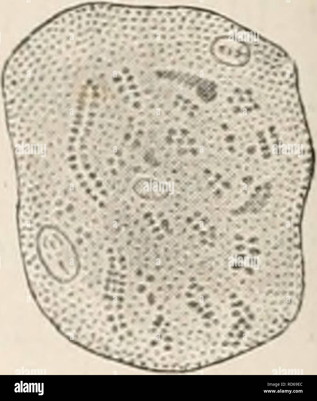 . Elektro-Physiologie. Elektrophysiologie. Zellen aus&gt;'' h-nii. (Knoll. In separate Laminae (-tig. - 1). Der gleiche Struktur ist hier teilweise wiederholt, auf einer größeren Skala, die in der weit mehr empfindliche radiale Rasterung der kortikalen Zone der Muskel herrscht-Zellen in vielen Würmer und Weichtiere. Aber es gibt einen wichtigen Unterschied; die kontraktilen Substanz ist nicht mehr (wie in allen früheren Fällen), die sich ausschließlich an der Peripherie der formativen Zelle, sondern erscheint in mehr oder weniger Con-spicuous Bundles (Muskel-Spalten) innerhalb der zentralen sarcoplasm auch. Deshalb wie Knoll ou hingewiesen Stockfoto