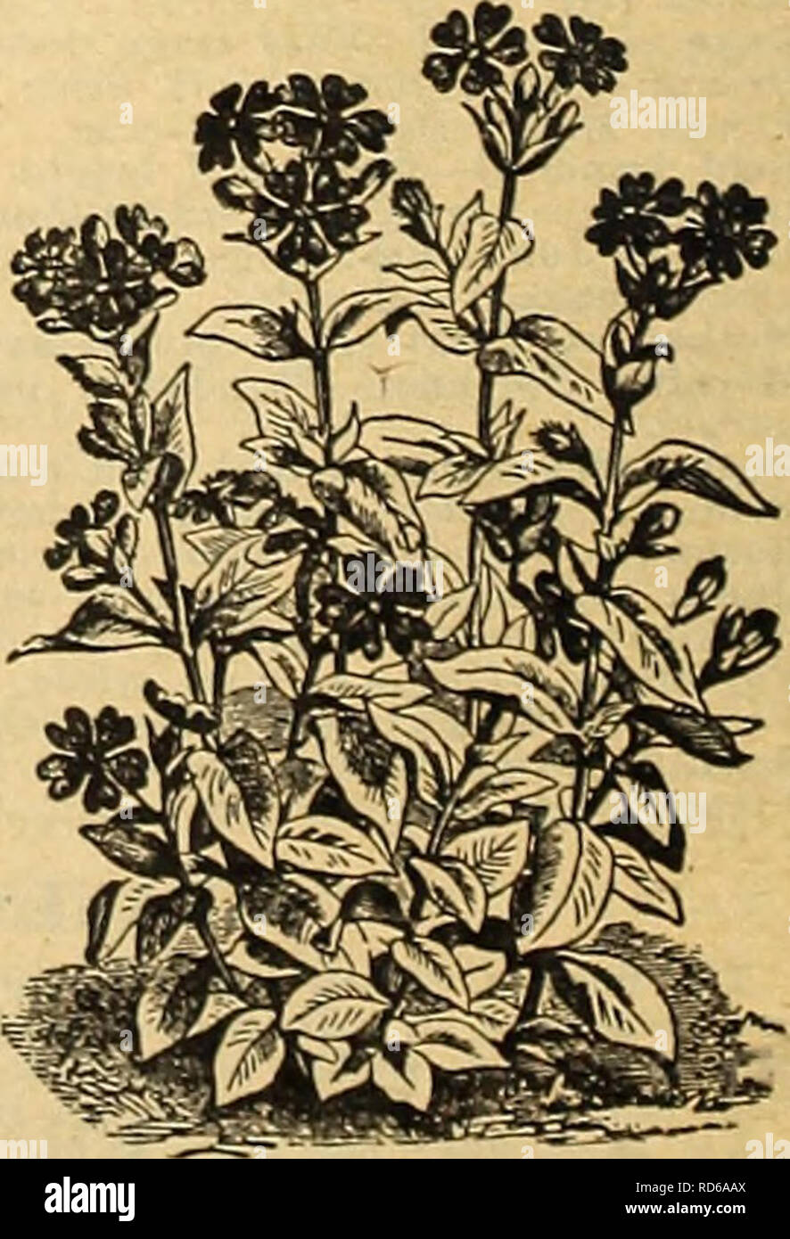 . Currie's Garten jährliche: 63 im Frühjahr 1938. Blumen Samen Kataloge, Leuchtmittel (Pflanzen) Samen Samen Kataloge Kataloge; Gemüse; Baumschulen (Gartenbau) Kataloge; Pflanzen, Zierpflanzen Kataloge; Gartengeräte und Zubehör Kataloge. Gro^v Ihre O-wn Lilien aus Samen AURATUM PLATYPHYLLUM (Gold Banded Lily von Japan). Elfenbein weiß, gefleckt mit Crimson. Blüht von Juli bis September. Pkt. 20 c The President (Gelb zeigen Lily). - reiche Aprikose gelbe Blüten mit ein Paar braune Flecken. Blüht im Juni. 5 bis 6 Fuß hoch. Pkt. 25 c FORMOSANUM (Traum Lily) - Eine verbesserte Sommer blühende Lilie, die langen, weißen, Trompete Stockfoto