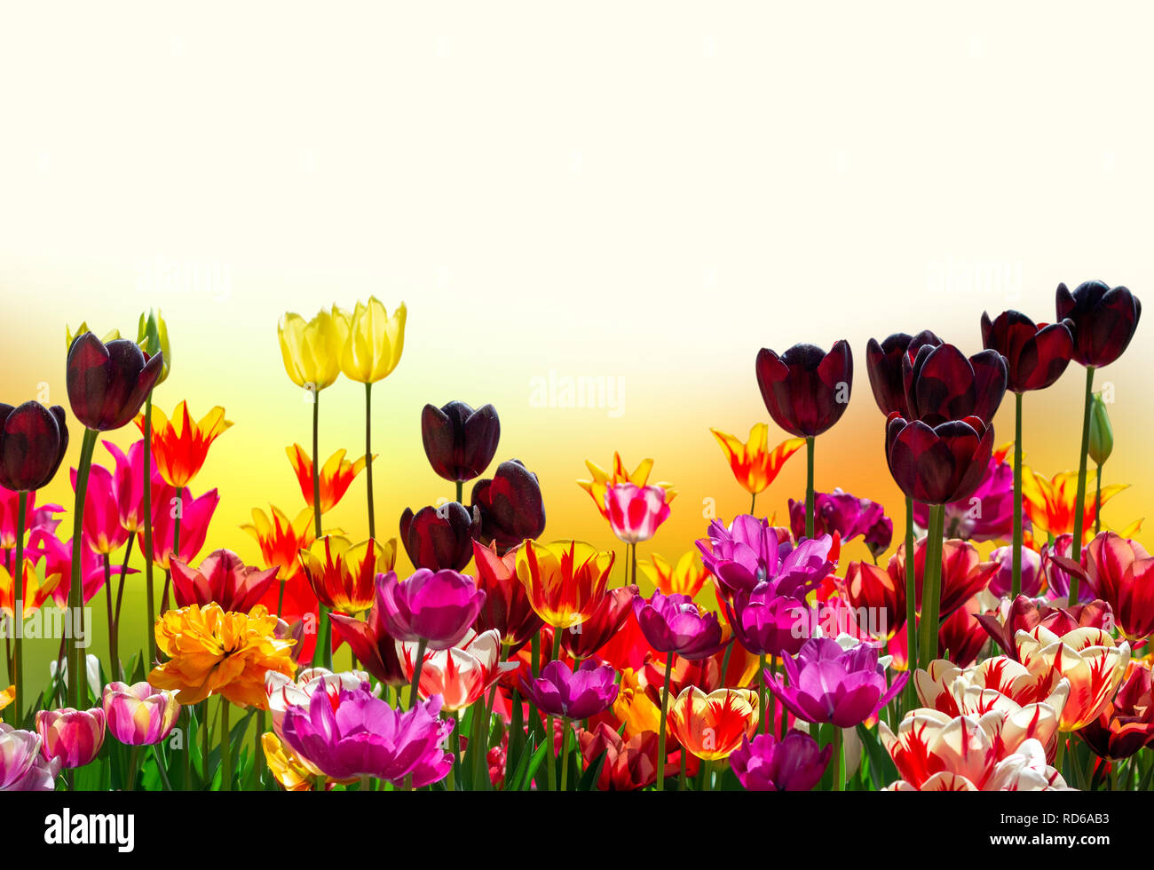 Bunte Blumen Rahmen Von Isolierten Tulpen Von Verschiedenen Sorten Hintergrund Fur Die Begrussung Von Banner Stockfotografie Alamy