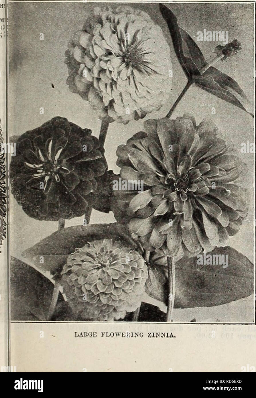 Currie S Farm Und Garten Jahrliche Fruhjahr 1914 Blumen Samen Kataloge Leuchtmittel Pflanzen Samen Samen Kataloge Kataloge Gemuse Baumschulen Gartenbau Kataloge Pflanzen Zierpflanzen Kataloge Gartengerate Und Zubehor Kataloge Cuitkik S