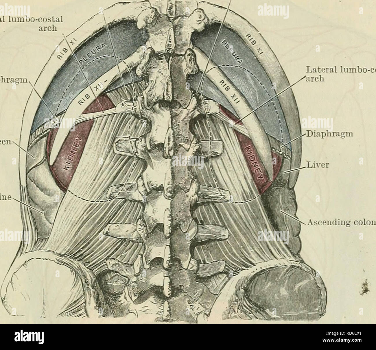 Cunninghams Lehrbuch Der Anatomie Anatomie Die Geeat Heaet Und Schiffe 1403 Die Wurzeln Der Lunge Sind Gegenuber Der Vierten Funften Und Sechsten Thorakalen Wirbelsaule Auf Halbem Weg Zwischen Ihnen Und Der