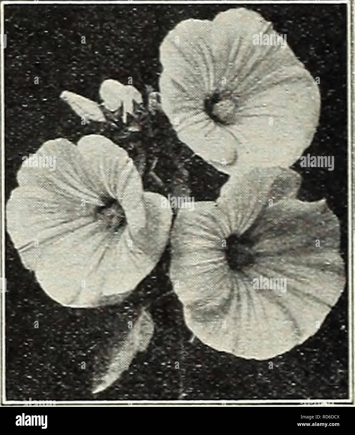 . Currie's Garten jährliche: Frühling 1931 56. Jahr. Blumen Samen Kataloge, Leuchtmittel (Pflanzen) Samen Samen Kataloge Kataloge; Gemüse; Baumschulen (Gartenbau) Kataloge; Pflanzen, Zierpflanzen Kataloge; Gartengeräte und Zubehör Kataloge. Heliotrop ist es nicht allgemein bekannt, dass diese beliebte Pflanze aus Samen der ersten Saison zu Blume angebaut werden kann. Das Saatgut sollte zeitig im Frühjahr im innen gesät werden, und verpflanzt, um eine konstante Versorgung mit Blumen während der frühen Sommermonate haben bis in den späten Herbst. Ausschreibung mehrjährig. Pkt. Mammut geblüht - Die Pflanzen bilden ein kompaktes Wachstum und große produzieren Stockfoto