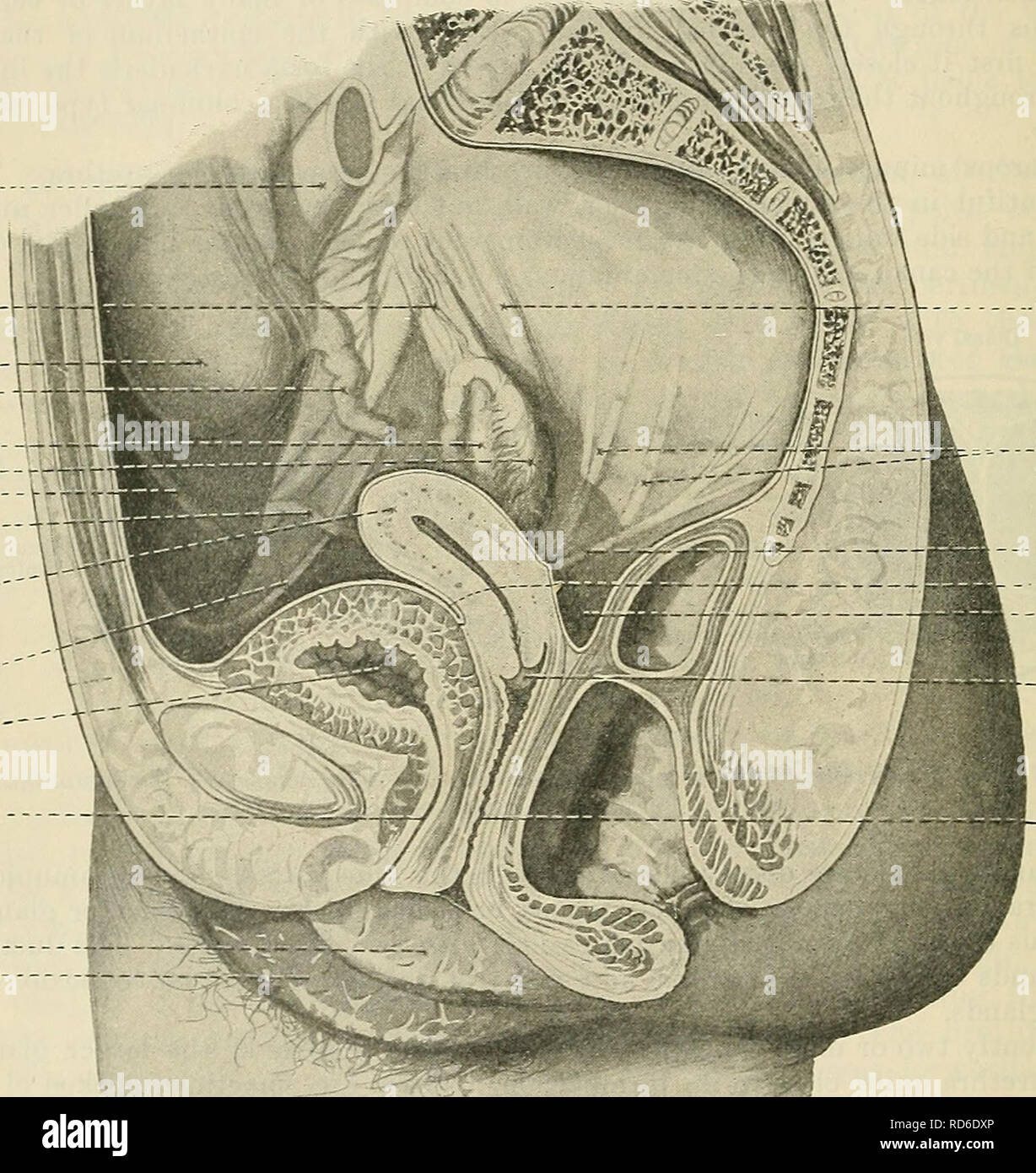 Cunninghams Lehrbuch Der Anatomie Anatomie 1310 Die Gexital Ueixo System Die Weiblichen Geschlechtsorgane Die Keimdrusen In
