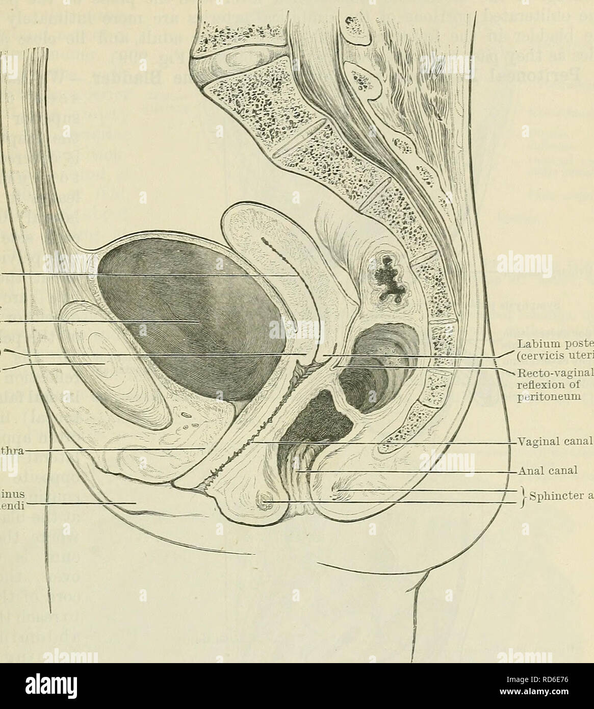 . Cunninghams Lehrbuch der Anatomie. Anatomie. Die UEIXAKY BLASE 1279 Blase in der neu geborenen Säuglings- und in das Kind. - Bei der Geburt die Leeren/Pol der Gebärmutterhöhle der Harnblase Labium anterius (Cervicis uteri) Symphyse pubis Harnröhre Labium Minus pudendi. Schamlippen posterius (Cervicis uteri) I Sphincter ani Harnleiter muskulösen Wand der Blase Abb. 996.-Medianschnitt des Beckens in ein erwachsenes Weibchen. Den Hohlraum der Uterus ist diagraniniatically angezeigt. Blase ist Spindel- oder Torpedo geformt ist, und seine lange Achse, die sich von der Befestigungspunkt des urachus auf die interne ur Stockfoto