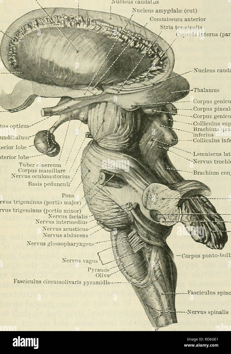 . Cunninghams Lehrbuch der Anatomie. Anatomie. Basalganglien DES