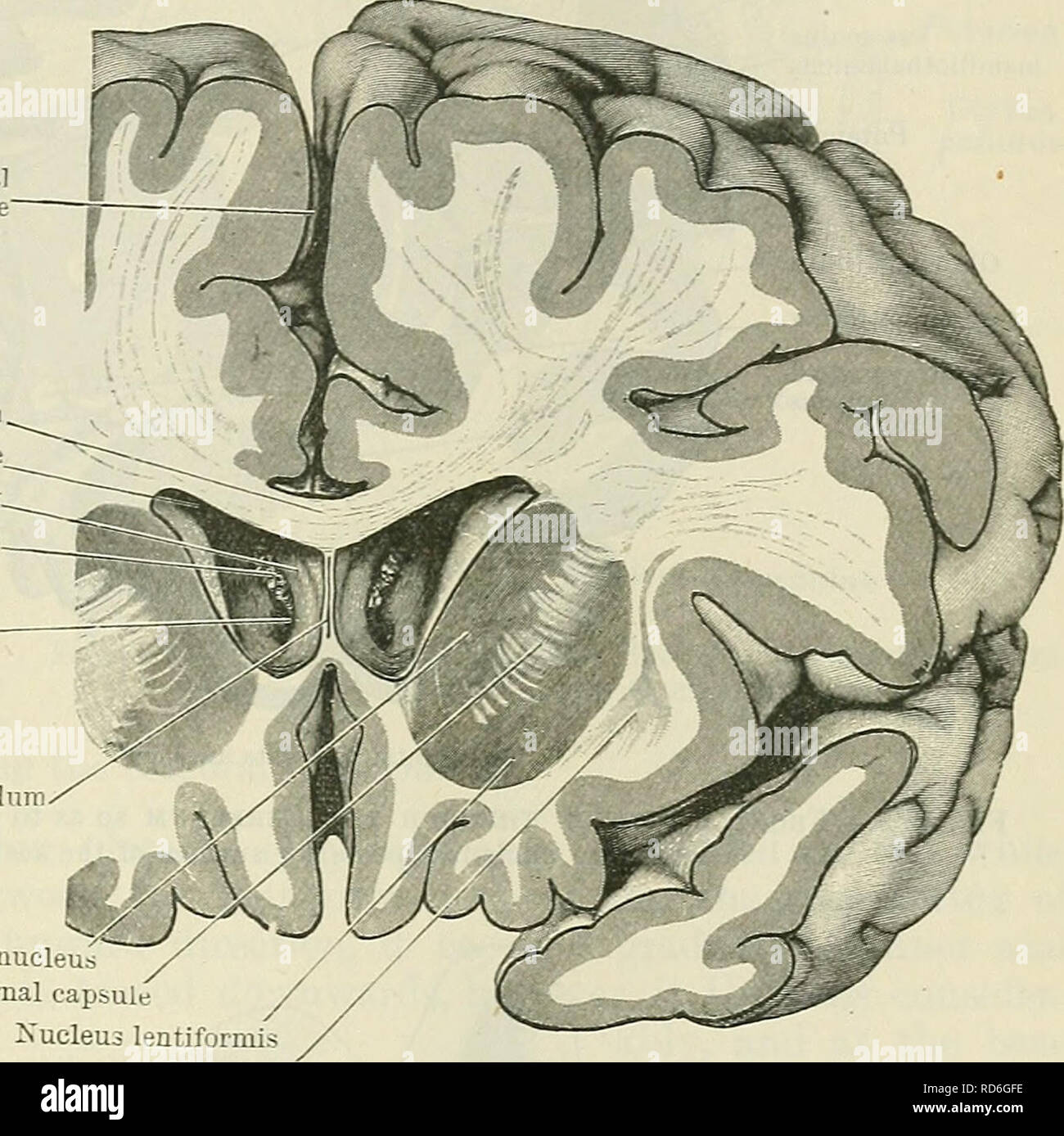 . Cunninghams Lehrbuch der Anatomie. Anatomie. Basalganglien DES CEEEBEAL Hemisphäre. 639 Längs- Spalte Spalte von fornix. Chorioid plexus Foramen inter-ventriculare Septum pellucidum externen und internen medullären Lamellen, sind jetzt deutlich, die Ihren sub Traverse - Haltung in vertikaler Richtung und teilen Sie es in drei Massen. Die seitliche, Basal und größere Masse ist das putamen; die beiden medialen Teile zusammen bilden die Globus pallidus bezeichnet. Das putamen Formen viel der größte Teil der lentiform Nucleus. Es ist dunkler in der Farbe als der Globus pallidus, und in diesem Zusammenhang r Stockfoto