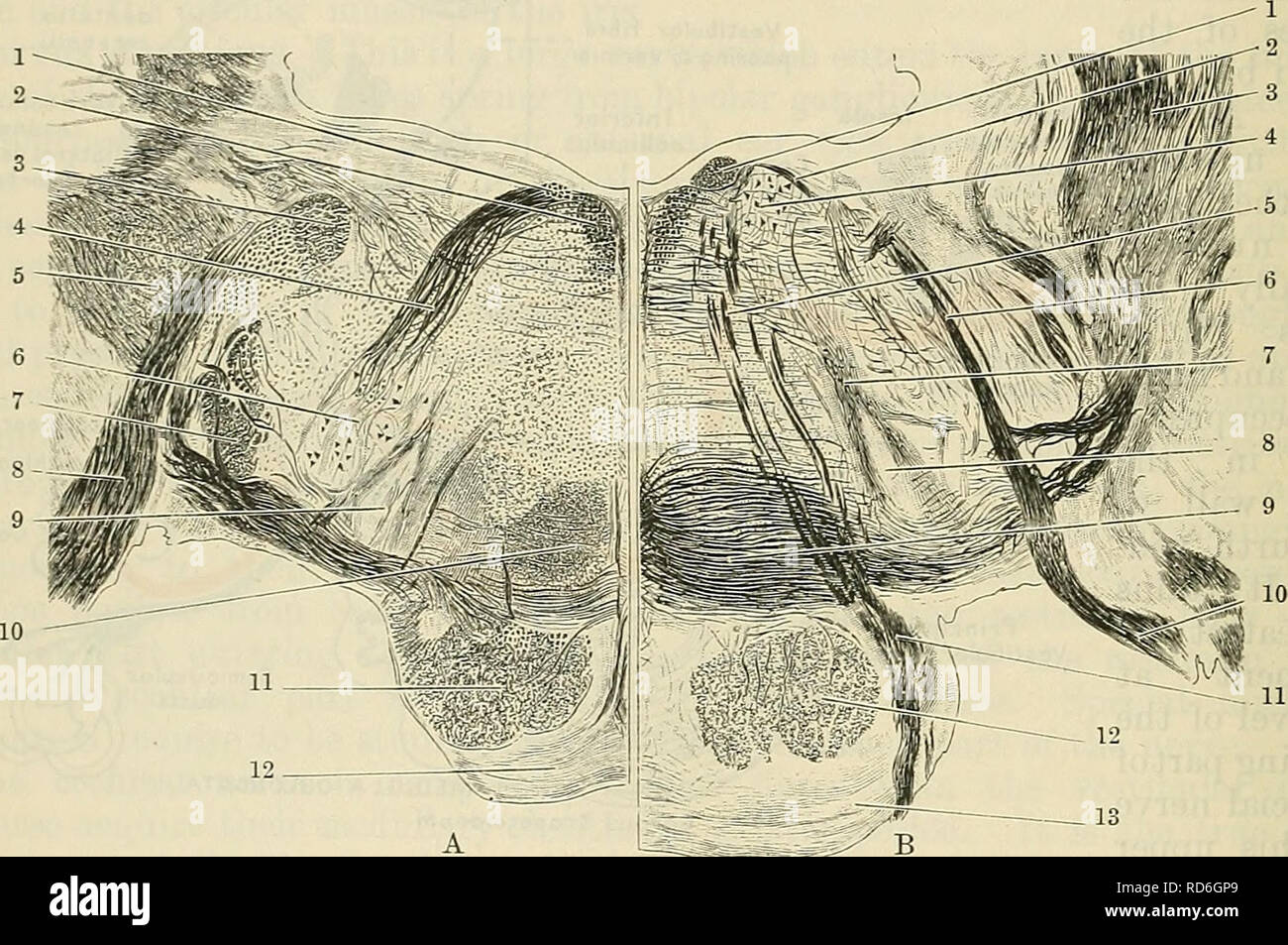 . Cunninghams Lehrbuch der Anatomie. Anatomie. 606 DAS NERVENSYSTEM, die direkt in die Mitte des Gehirns (fasciculus vestibulomesencephalicus), vor allem an den Okulomotorischen und trochlea Kerne (Eig. 524, S. 590). Zentrale Anschlüsse des Cochlea Nervs. - Die cochlear Kerne sind brachte iuto Verbindung mit dem Colliculus inferior und der medial geniculate Body auf der gegenüberliegenden Seite durch die Fasern des Corpus trapezoideurn und die seitlichen lemniscus. Die Fasern des Cochlea Nervs Ende im ventralen cochlearen Nukleus und im dorsalen cochlearen Nukleus (tuberculum acusticum). Aus den Zellen des Th Stockfoto