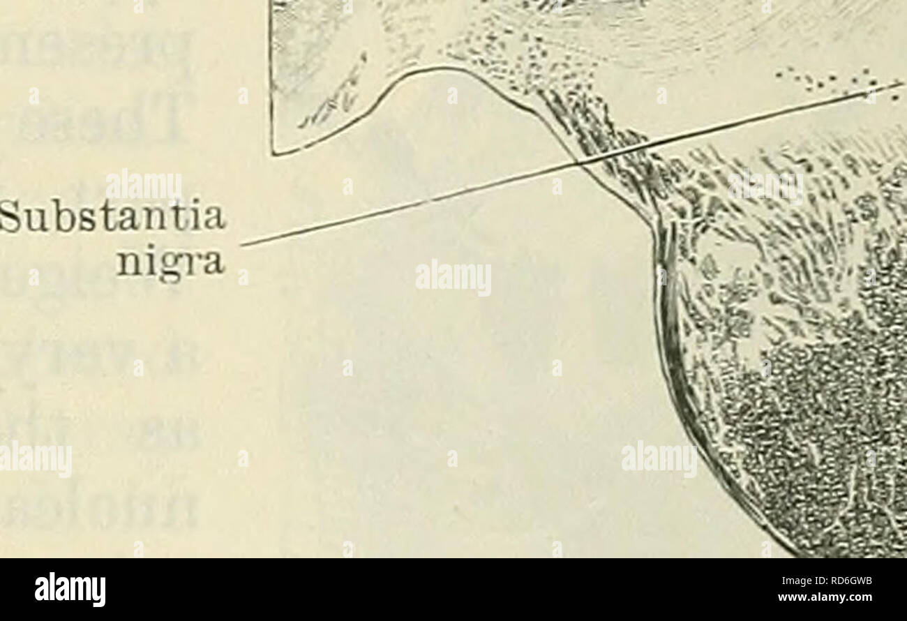 . Cunninghams Lehrbuch der Anatomie. Anatomie. Abb. 520. Basis-pedunculi - Querschnitt durch den menschlichen Mesencephalon auf der Ebene der Inferior Colliculus.. Bitte beachten Sie, dass diese Bilder sind von der gescannten Seite Bilder, die digital für die Lesbarkeit verbessert haben mögen - Färbung und Aussehen dieser Abbildungen können nicht perfekt dem Original ähneln. extrahiert. Cunningham, D.J.(Daniel John), 1850-1909; Robinson, Arthur, b. 1862, Hrsg. New York, W. Holz Stockfoto