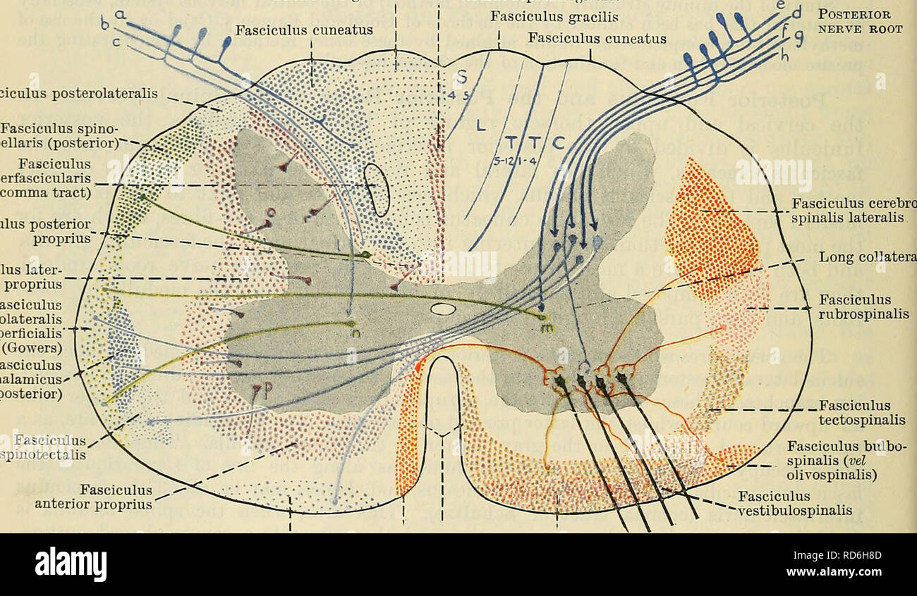 Fasciculus gracilis Fotos und Bildmaterial in hoher Auflösung Alamy